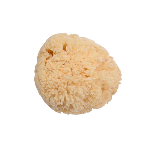 海綿スポンジ-Sea sponge for bathing
